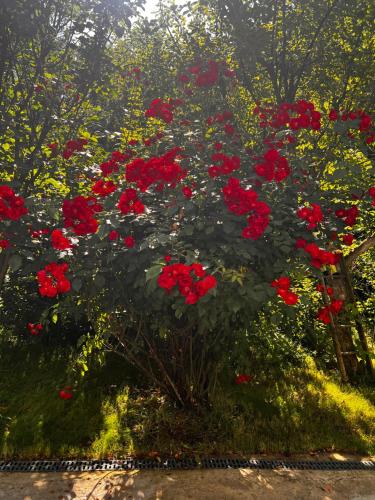 Galeriebild der Unterkunft The LODGE, separate apartment in a vila, with floor heating, groundfloor in Sinaia