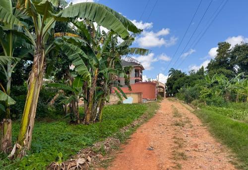 a dirt road in front of a house with banana trees at Kampala Comfort 1 in Nalakonge