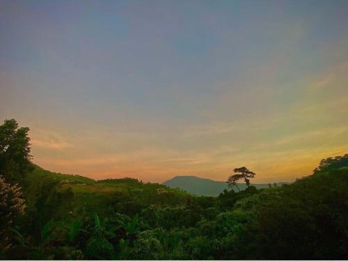 a tree on a hill with the sunset in the background at ภูธารา กลางดง in Ban Thung Phan Ha