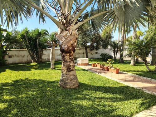 a palm tree sitting in the middle of a yard at SiciliaGranitola in Mazara del Vallo