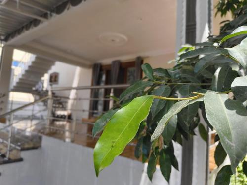 a plant with green leaves in front of a building at EESHA's Villa - Rameswaram in Rāmeswaram