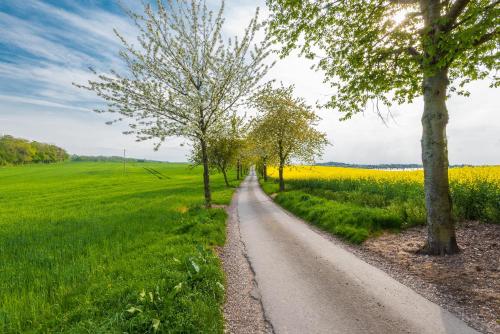 a road in the middle of a field with trees at Lilleshall House & Gardens and Lilleshall National Sports Centre in Telford