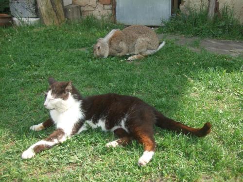 a cat and a rabbit laying in the grass at Agroturystyka SZYSZKA in Polnica