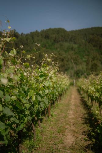 a row of grape vines in a field at Granxa D Outeiro in Ribadavia