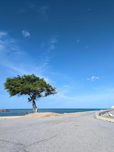 a tree on an island in the middle of the ocean at Shady Palms Guest House Cha Am Beach in Cha Am