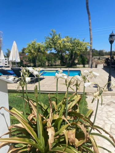 a plant in front of a swimming pool at Templos Homes in Kérynia