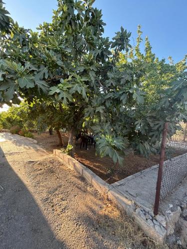 Foto dalla galleria di Featured House Furnished Independent for Rent a Ajloun