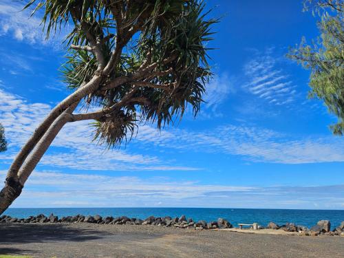 a palm tree on a beach near the ocean at Absolute Oceanfront Tourist Park in Bargara