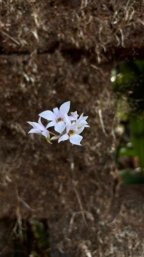  Amboli にあるShantidarshan Homestayのギャラリーの写真