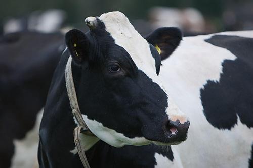 a black and white cow is looking at the camera at Råshults Gård in Vimmerby