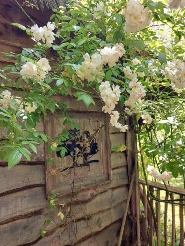a window with flowers on the side of a house at Jardin Rêveur la cabane La tête dans les étoiles in Gesves