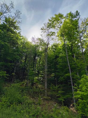 a wooded area with trees and bushes at Apartments Relax Tále in Evergreen Resort in Tale
