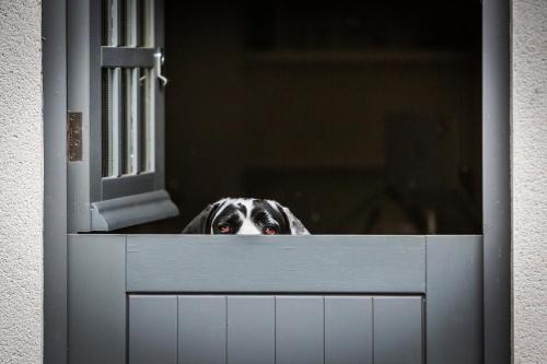 a dog is looking out of a door at Kingsley House in Haslemere