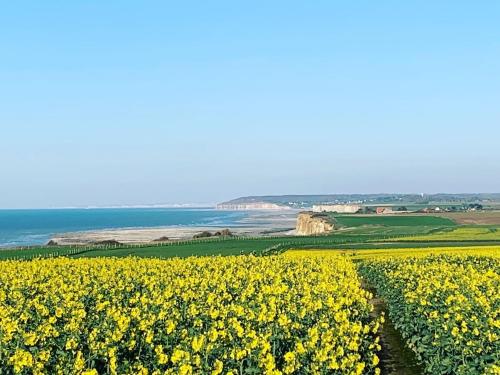 a field of yellow flowers next to the ocean at Logement avec jardin à Sotteville-sur-Mer in Sotteville-sur-Mer
