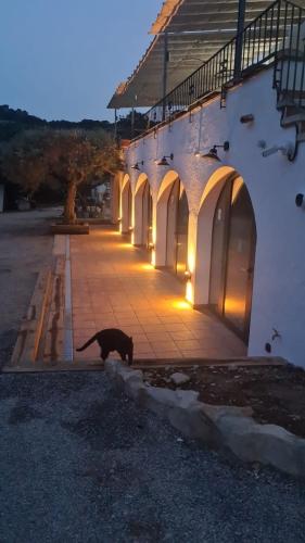 a black cat walking in front of a building at Hotel Nuevo Ondina in Begur