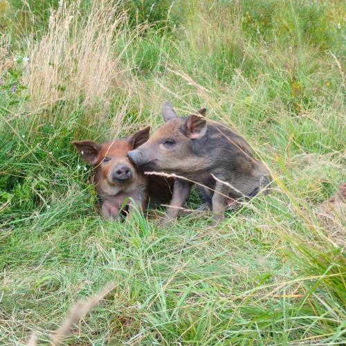 two pigs laying in the grass in a field at Hagen Familje Farm in Årjäng