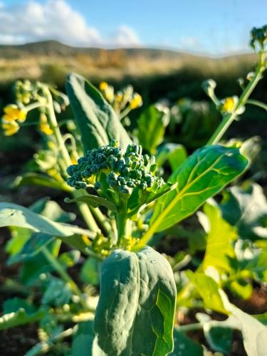 a close up of a broccoli plant in a field at Hagen Familje Farm in Årjäng