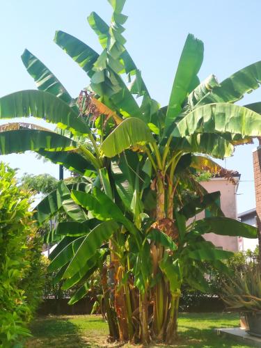 a bunch of banana trees in a yard at Wilma House in Venice