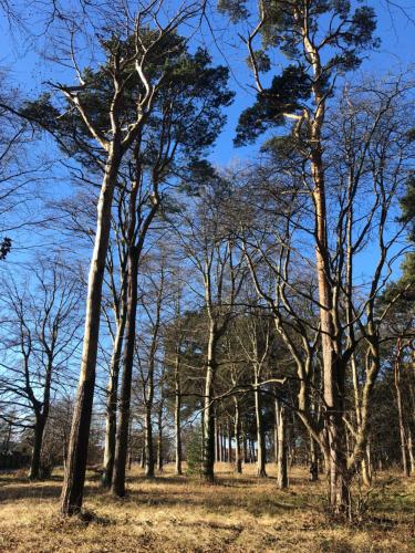 a group of trees standing in a field at Liseleje sommerhus på naturgrund in Melby