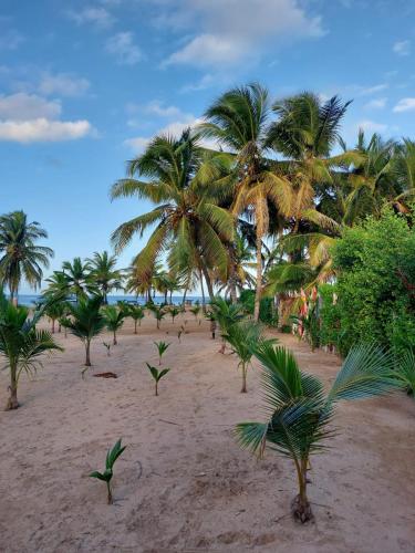 Gallery image of Punta Cana Ecolodge In front of the beach Lavacama Costa Arrecife by BTC Crypto Group in El Eslabón