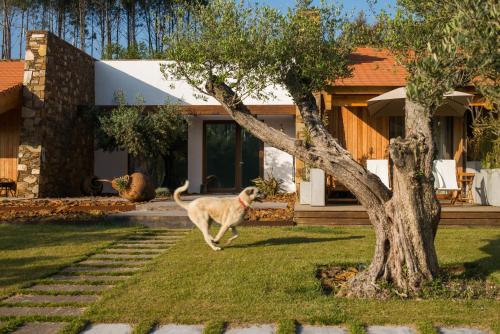 a dog running in a yard next to a house at TEIMA, Alentejo SW in São Teotónio