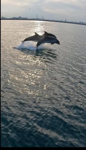 a pair of birds flying over the water at Meraki Resort & Spa Isabellae Home in Mamaia Nord