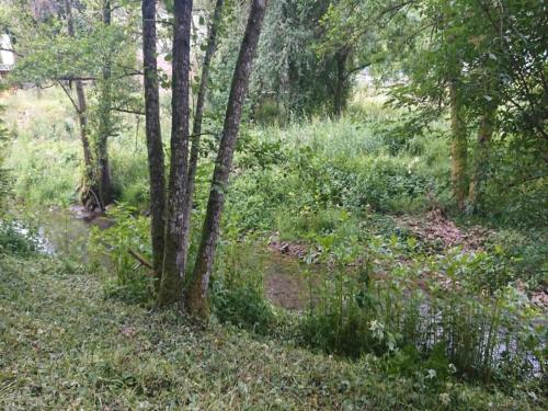 a forest filled with trees and a stream at Chalet in Reinskopf with Fireplace and Balcony in Schönecken