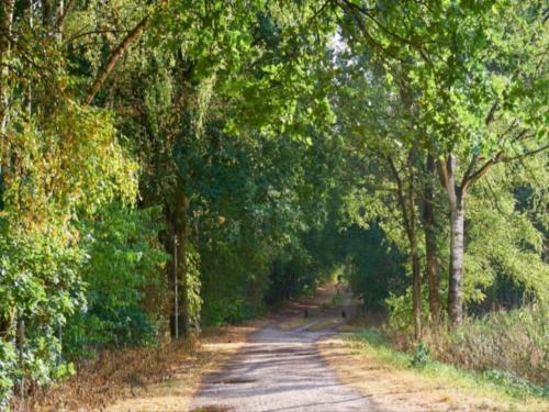 a dirt road with trees on either side at Ferienhaus Uelsener Waldversteck in Uelsen