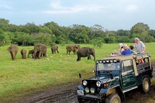 a group of people in a jeep watching elephants at Sahan Tourist House in Polonnaruwa