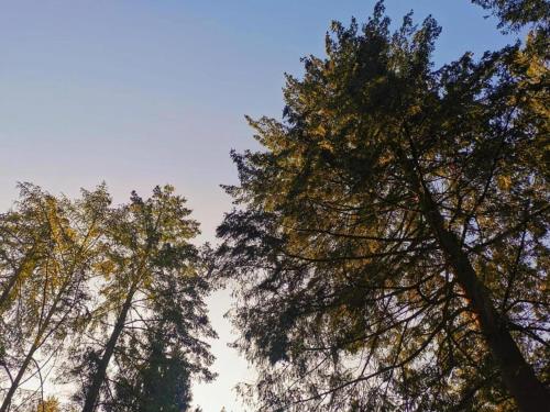two tall trees are looking up into the sky at Stylish Stay in Vorden Woods in Vorden
