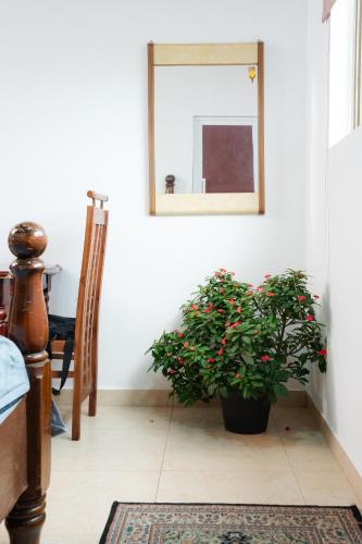 a plant sitting on a floor in a room with a mirror at House of Sincerity in Maharagama