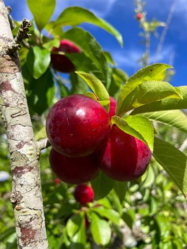 a bunch of red apples on a tree branch at Studio Le Prunier in La Plaine des Cafres