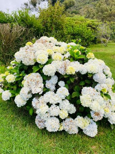 a bush of white flowers in the grass at Studio Le Prunier in La Plaine des Cafres