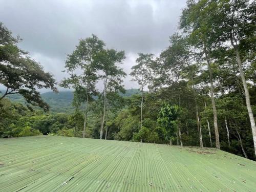 a large green field with trees in the background at Hostal la Gran Ceci in Santa Marta