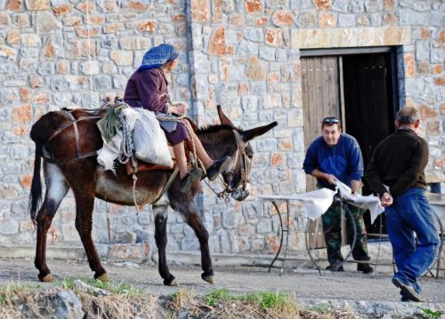 Άλλα ζώα σε αυτό το διαμέρισμα ή στη γύρω περιοχή