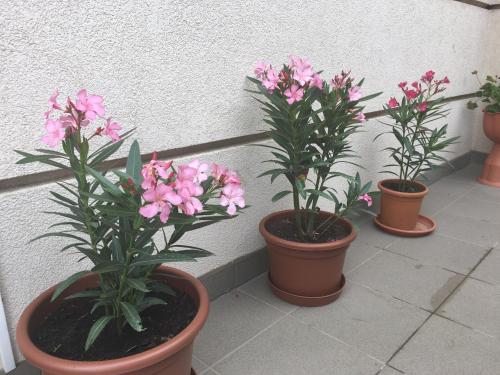three potted plants sitting next to a wall with pink flowers at Abszolút Hotel és Panzió in Nyírbátor
