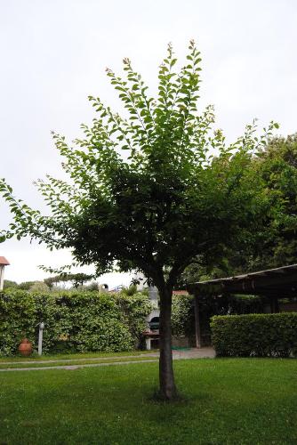 a tree sitting in the middle of a yard at Il Susino in Tirrenia