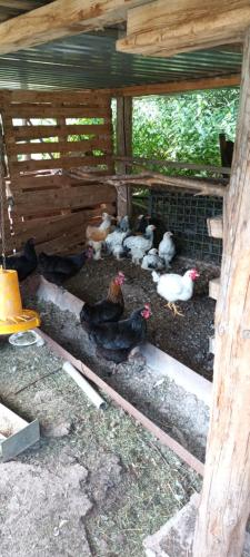 a group of chickens in a chicken coop at DVOR POD KRíKMI in Spišský Štvrtok