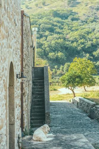 a dog sitting on the side of a road next to a building at Fattoria San Pio in Naso