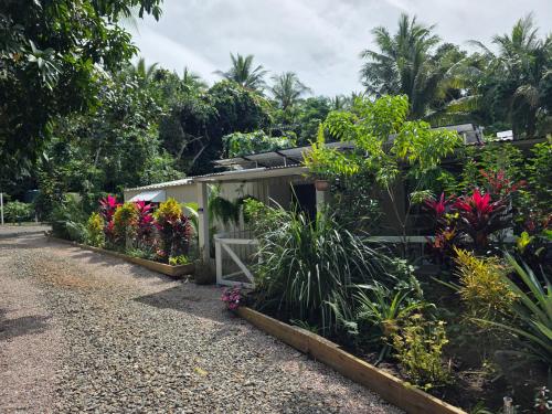 a row of plants in a garden at Alena Star House, Eco Retreat With Pool, Prime Position in Cape Tribulation