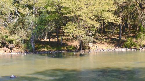 a river with a bunch of birds in the water at Mologa River Lodge in Rust de Winter