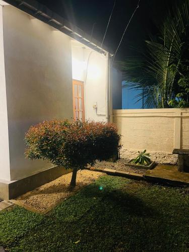 a small tree in front of a house at night at Frangipani House in Oruwala