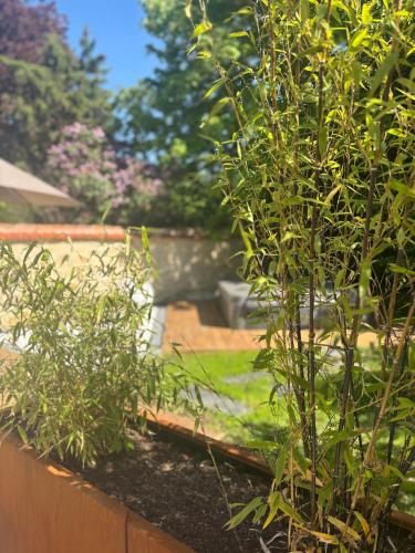 two plants in a garden next to a fence at Les Ecuries de Rigny, Suite haut de gamme avec jardin, jacuzzi et piscine in Nancy