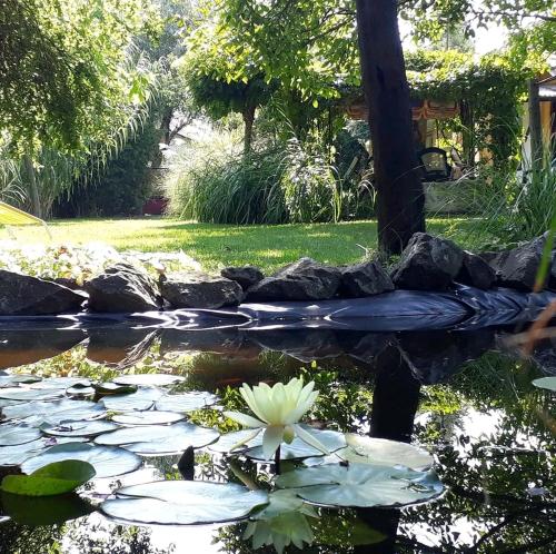 a pond with lilies in a garden at Aranyhal Vendégház in Poroszló