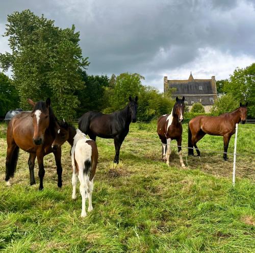 a group of horses standing in a field at Manoir de Fornebello 16e siècle - Chambres d'Hôtes de prestige avec piscine in Châtelaudren-Plouagat