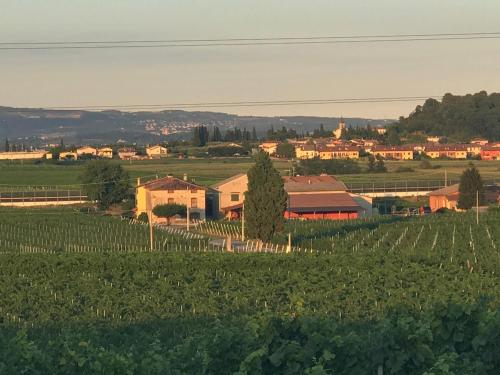a farm with a field of vines and a town at La Grotta in Pastrengo