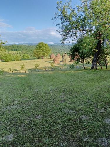 a field of grass with a tree and some buildings at Casa de vacanta Padis in Breb