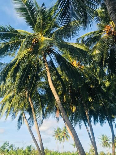 a group of palm trees against a blue sky at REEF SHINE Thoddoo in Thoddoo
