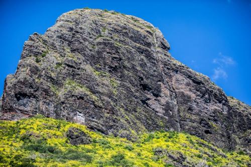a rocky mountain with yellow flowers on it at Kitesurf Paradise at Le Morne - Pool, Garden, Views in Le Morne