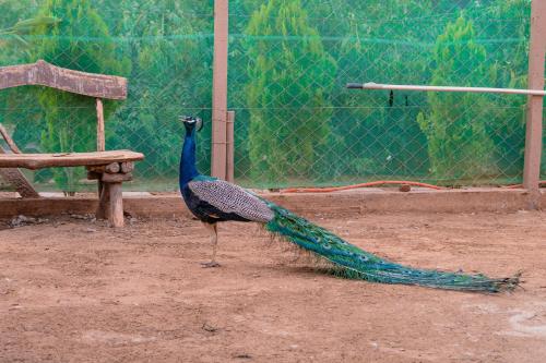 Animales en la casa de huéspedes o alrededores